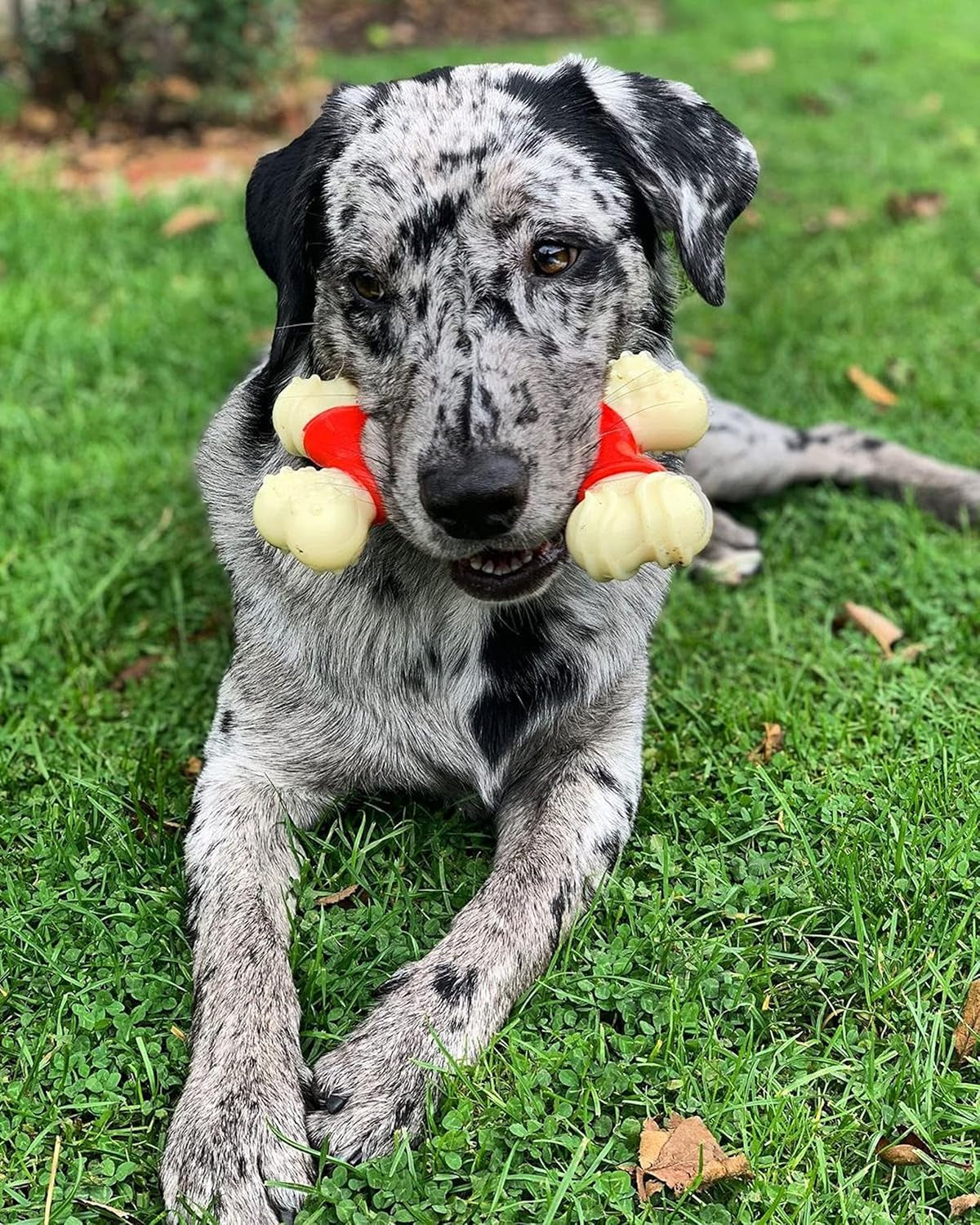 Power Chew Double Bone Long Lasting Chew Toy for Dogs X-Large - 50+ Lbs.
